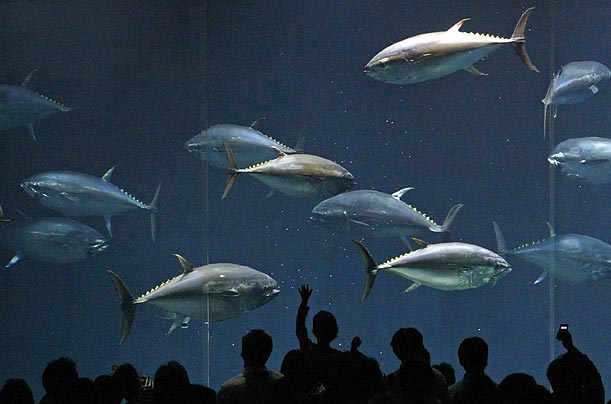 tonyines